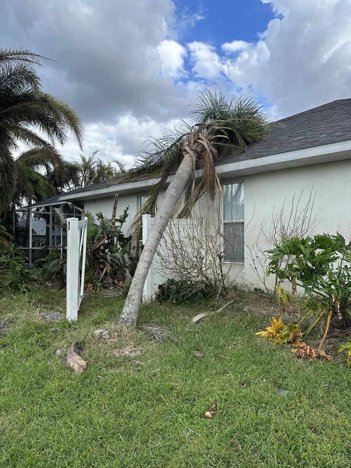 Storm-bent palm tree leaning over a broken white vinyl fence beside a single-story home