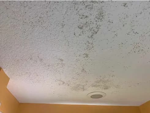 Restore Your Home From Mold Damages: Schedule An Appointment With Our Public Adjusters Today