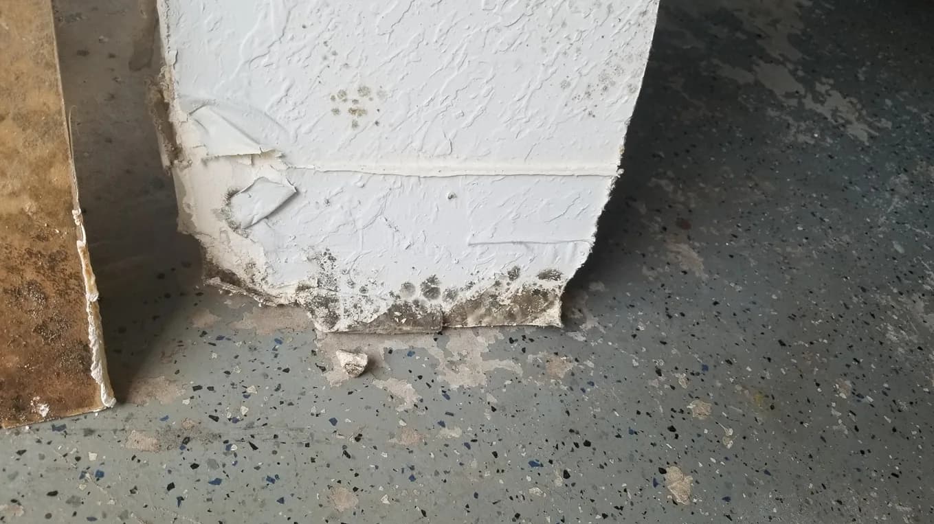 The Basics Of Mold Insurance Coverage