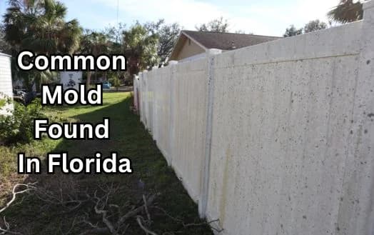 Common Mold Found In Florida - Type Of Mold Found In Florida Homes
