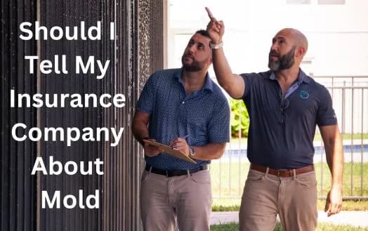 Should I Tell My Insurance Company About Mold - Learn About Homeowners Insurance Cover Mold